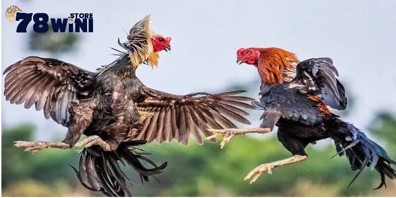 Đá Gà Trực Tiếp Thomo C1 C2 C3 Và Địa Chỉ Phát Sóng Chất Lượng 3 Gợi ý địa chỉ đá gà trực tiếp thomo c1 c2 c3 uy tín