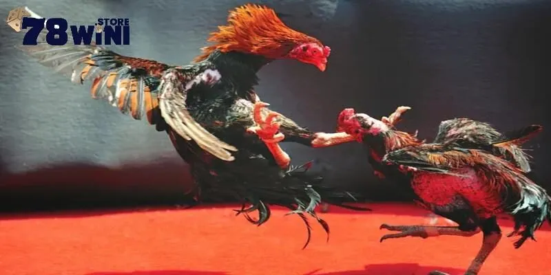 Đá Gà Trực Tiếp Thomo C1 C2 C3 Và Địa Chỉ Phát Sóng Chất Lượng 2 Tìm hiểu đôi nét về đá gà trực tiếp thomo c1 c2 c3