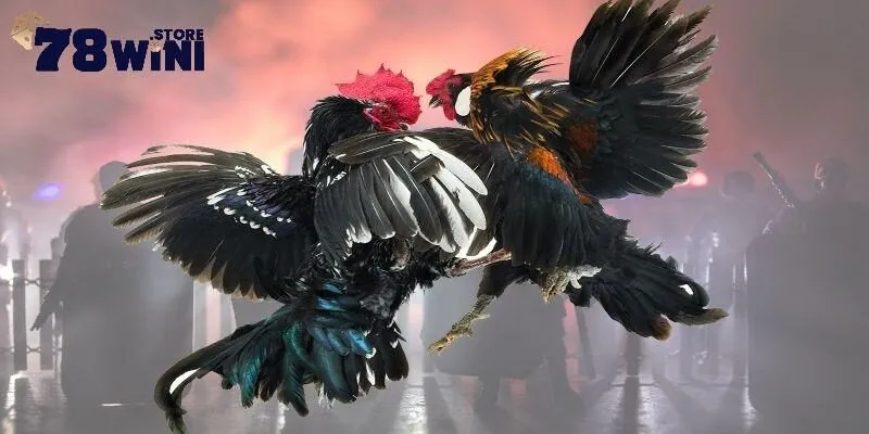 Đá Gà Trực Tiếp Thomo C1 C2 C3 Và Địa Chỉ Phát Sóng Chất Lượng 4 Lý do nên lựa chọn 78win để xem đá gà trực tiếp